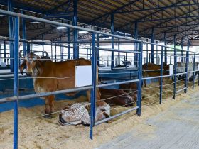 2ª ExpoLeite: Feiras Pró-Genética e Pró-Fêmeas são destaque da programação