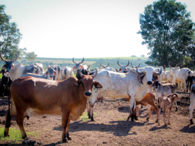 Simpósio debate pecuária e crise hídrica com participação da ABCZ  