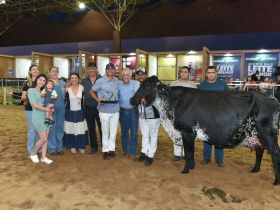 Vaca Girolando meio-sangue é a ‘Suprema’ da ExpoLeite 2023