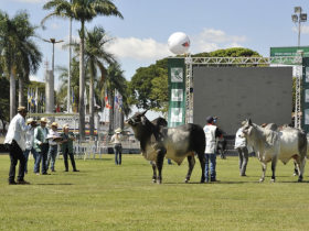 Guzerá promove seminários, premiação e lança sumário na ExpoZebu