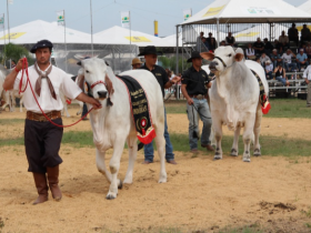 ACGZ divulga regulamento para zebuínos na Expointer