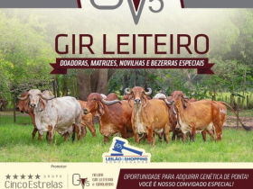 ?Leilão Virtual GV5 Gir Leiteiro? vai ofertar mais de 30 exemplares na próxima terça (20)