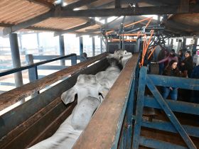 PNAT 2025: ABCZ divulga lista de touros com desempenho superior no TDEA