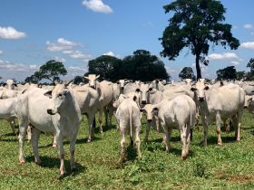 ABCZ divulga atualização das avaliações genéticas do PMGZ Corte