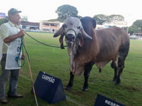 Gir Leiteiro tem o Grande Campeão da 81ª ExpoZebu 