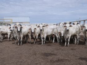 PMGZ Carne realiza primeiro abate de 2025