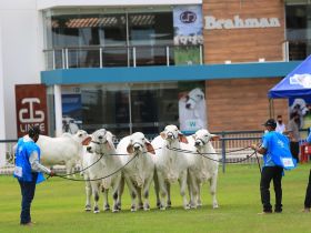 Inscrições com desconto para ExpoBrahman 2022 vão até 25 de setembro