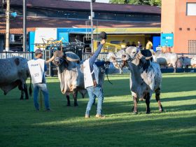 ABCZ e ABCGIL unificam regulamento do Gir Leiteiro na ExpoZebu