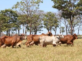 Circuito de Palestras BR Leite será destaque da programação da ExpoLeite