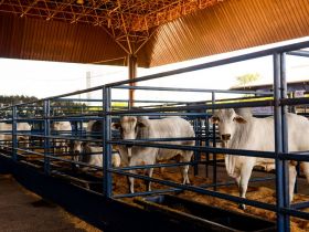 PNAT já tem mais de 10 mil doses solicitadas