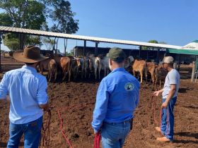 Curso de Doma e Adaptação à Sala de Ordenha prepara novilhas para desafio de produção de leite sem bezerro e sem ocitocina 
