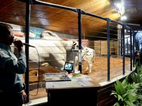 Leilões da ExpoGenética ultrapassam R$7,3 milhões