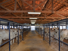 Estrelas da ExpoGenética já podem ser visitadas 