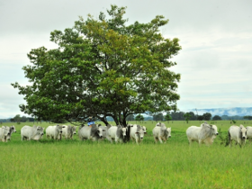 100% PMGZ promove cursos no Acre e no Paraná