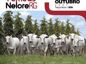 Está chegando o Leilão Fêmeas Nelore RG!