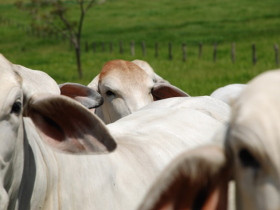 ABCZ promove curso gratuito sobre melhoramento genético no Paraná 