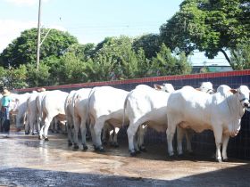 Julgamentos da Expoinel Minas começam nesta quarta-feira (31)