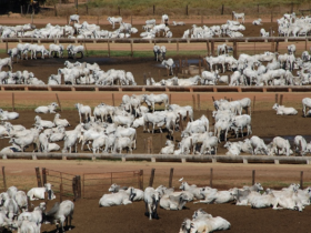 Agropecuária é tema de seminário técnico na ExpoZebu