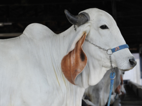 ExpoZebu 2016 terá Seminário Internacional da Raça Indubrasil