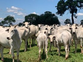 ABCZ divulga atualização das avaliações genéticas do PMGZ Corte