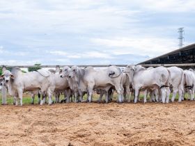 PGP da raça Tabapuã: animais passam por pesagem inicial