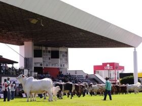 Termina hoje (22) prazo de inscrições para animais na ExpoZebu 2022