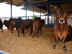 ExpoGenética promove debate sobre seleção de zebuínos