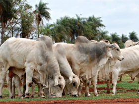 Estudo comprova que touros PO são melhoradores