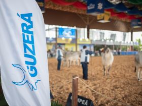 Conheça os campeões do Guzerá Leiteiro na pista da ExpoLeite e 17ª Exposição Nacional da Raça Guzerá