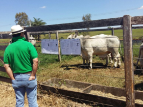 Feira do Pró-Genética em Matutina confirma forte demanda de touros