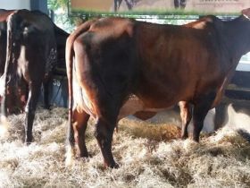 Começam a chegar os animais da 1° Exposição Interestadual de Girolando