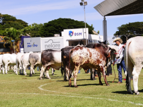 Criadores já podem inscrever animais para ExpoZebu 2018 