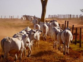 PMGZ: equipe do programa visita propriedades do grupo Tab G4, no interior de São Paulo