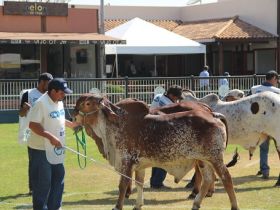 Campeões Gir Leiteiro são premiados na ExpoGil