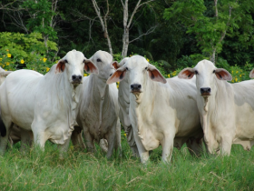Tabapuã participará da Expocruz na Bolívia