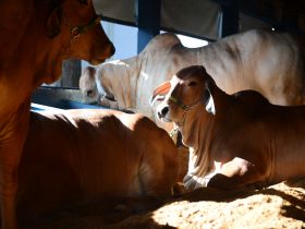 90ª ExpoZebu: primeiros animais já estão no Parque Fernando Costa