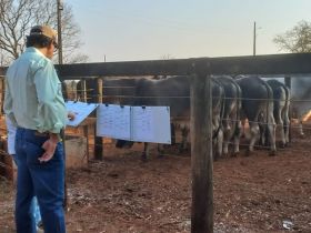 ExpoLeite terá feiras do Pró-Genética e Pró-Fêmeas