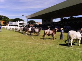 88ª ExpoZebu: Confira o calendário de julgamentos das raças zebuínas
