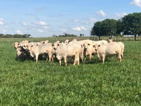 Membros da equipe técnica da ABCZ visitam propriedade parceira no PMGZ em MS