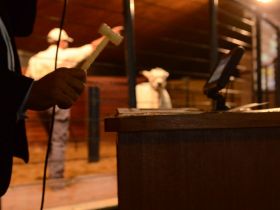 Mais de R$12 milhões já foram movimentados pelos Leilões da ExpoGenética 2022