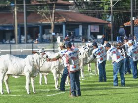 Expoinel Minas deverá ter número recorde de animais 