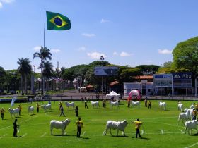 ABCZ TV retransmite, ao vivo, os julgamentos da Expoinel 2021 