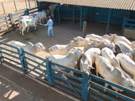 PNAT 2024: Touros participantes do TDEA já estão na Fazenda Escola da Fazu, em Uberaba (MG)