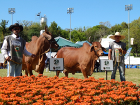 Zebu brilha e pinta de vermelho a maior pista gaúcha