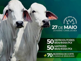 ?Leilão Virtual Brahman Nova Pousada? vai oferecer mais de 170 animais no próximo dia 27