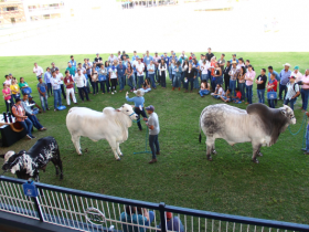Curso de Julgamentos da ABCZ registra recorde de inscrições