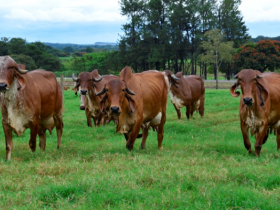 Congresso Capixaba de Pecuária Bovina termina hoje 