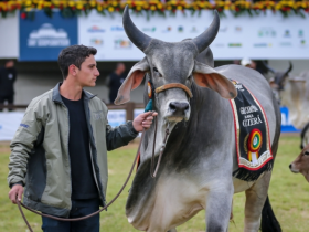 Inscrições de zebuínos para a Expointer 2016 encerram-se 20 de julho