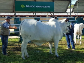 Pistas da Bolívia reconhecem qualidade de jurados da ABCZ 