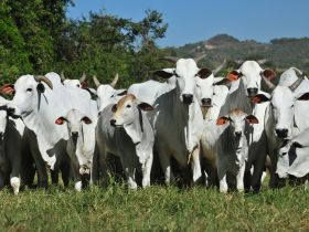 ABCZ participa da Expogenética MS 2024